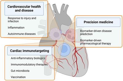 Human and gut microbiota synergy in a metabolically active superorganism: a cardiovascular perspective